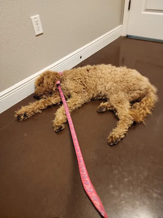 Spring Hill Animal Clinic Picture 7