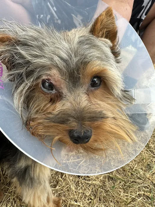 Spring Hill Animal Clinic Picture 4