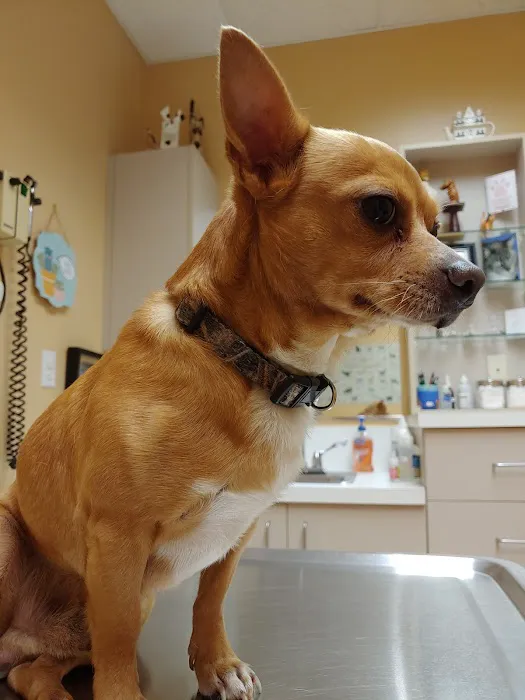 Hernando Animal Hospital Picture 6