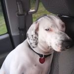 Hernando Animal Hospital