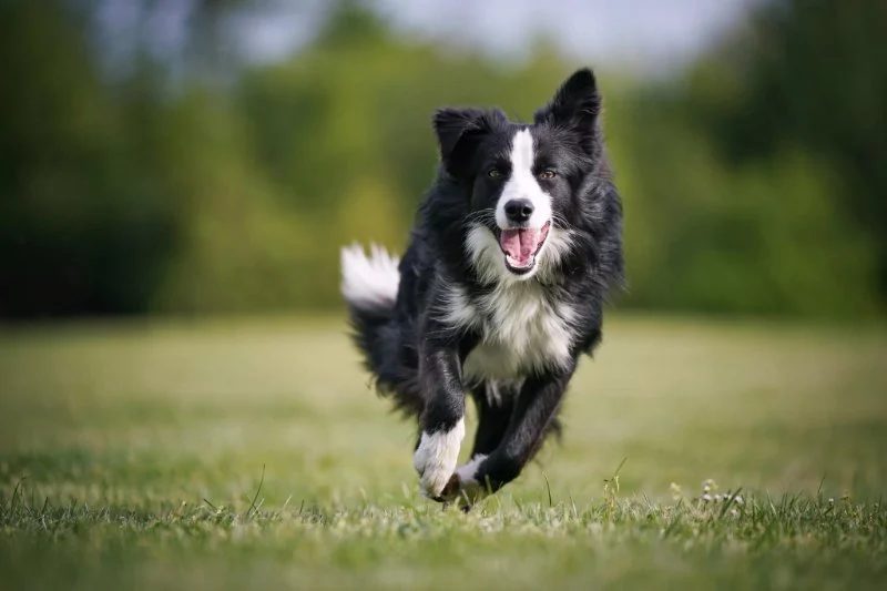 Tips for Training Dogs With High Energy Levels