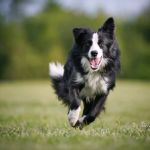 Tips for Training Dogs With High Energy Levels
