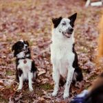 Preparing Your Pet for a New Baby in the Home: A Complete Family Guide