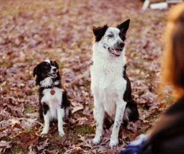 Preparing Your Pet for a New Baby in the Home: A Complete Family Guide