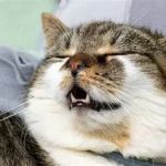 How to Spot Symptoms of Food Allergies in Cats: A Guide for Pet Owners