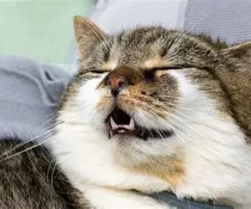 How to Spot Symptoms of Food Allergies in Cats: A Guide for Pet Owners