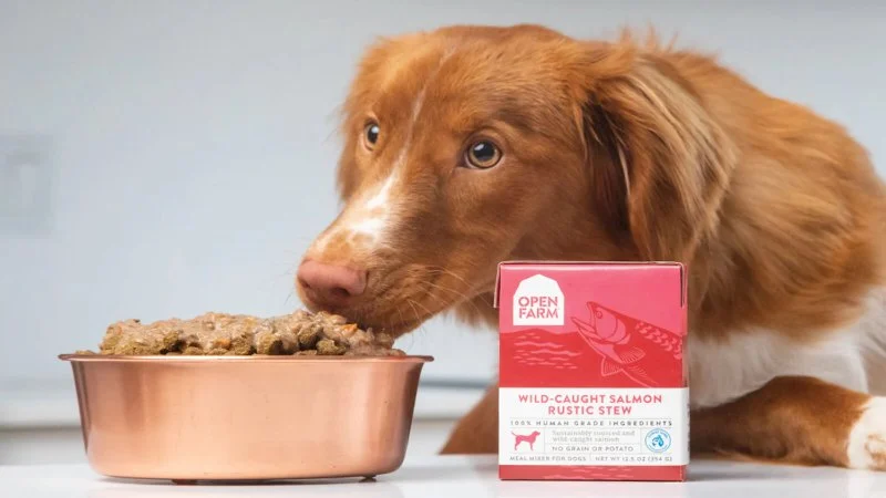 How to Safely Transition Your Pet to a New Food Brand