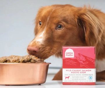 How to Safely Transition Your Pet to a New Food Brand