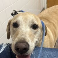 Animal Medical Clinic of Spring Hill ico