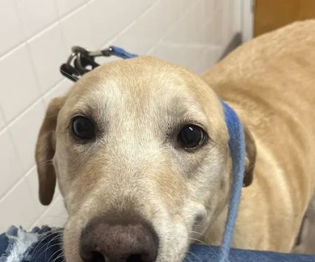 Animal Medical Clinic of Spring Hill