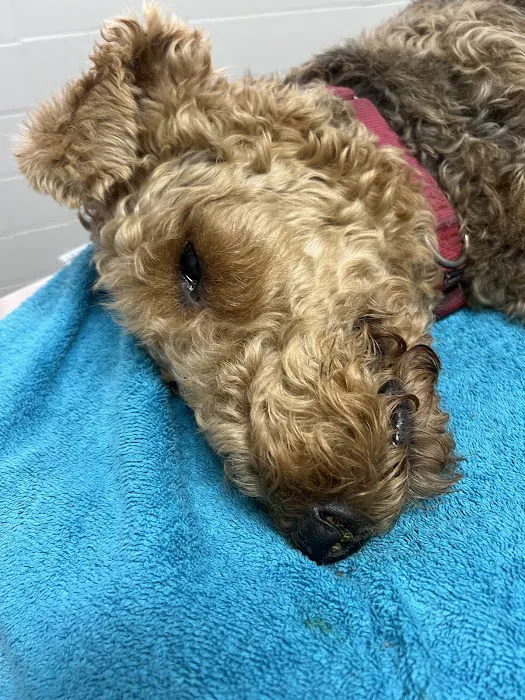 Animal Medical Clinic of Spring Hill Picture 10