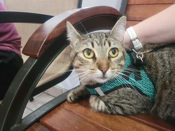 Animal Medical Clinic of Spring Hill Picture 3