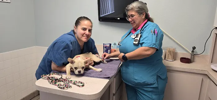 Animal Medical Clinic of Spring Hill Picture 2