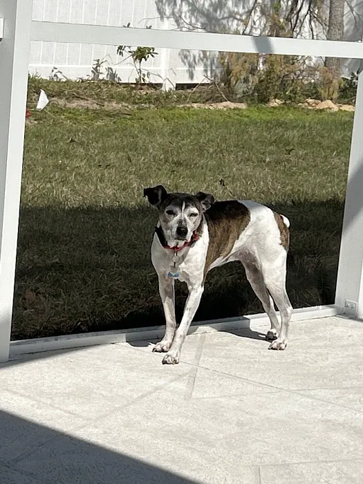 Animal Medical Clinic of Spring Hill Picture 4