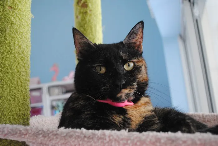 Kind Animal Care Picture 4