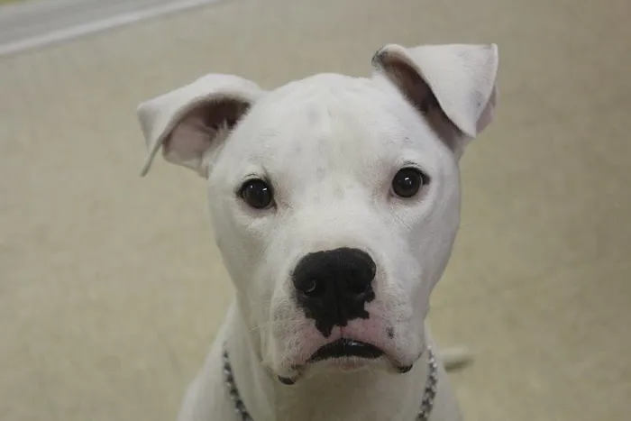 Kind Animal Care Picture 6