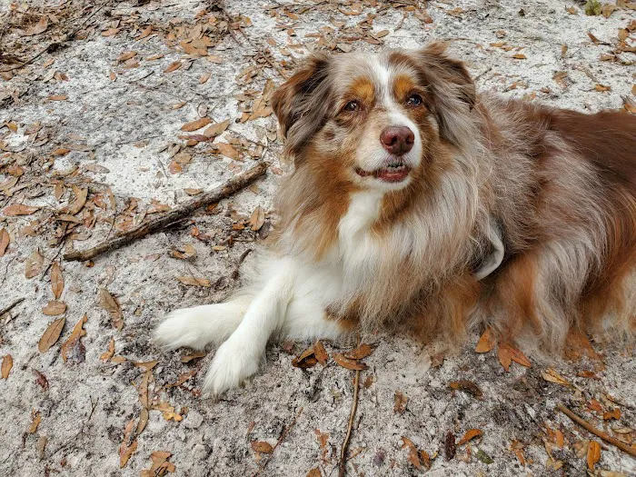 Kind Animal Care Picture 5