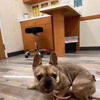 Kind Animal Care ico