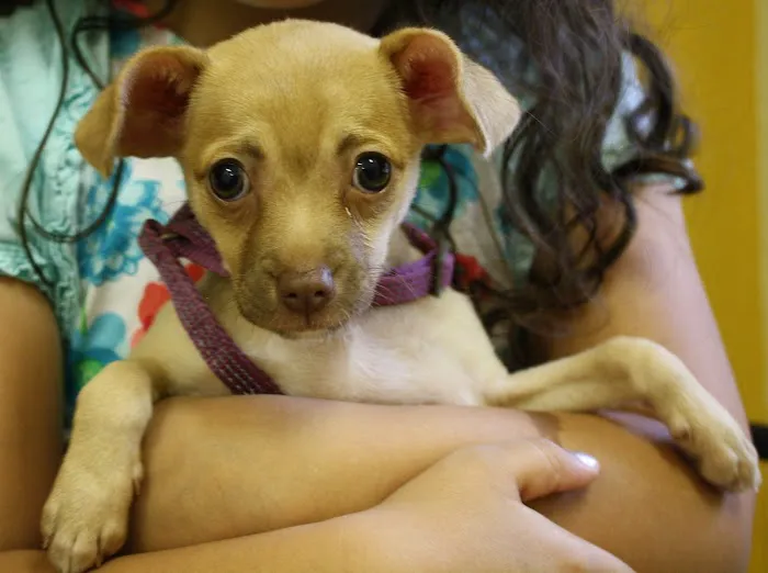 Kind Animal Care Picture 10