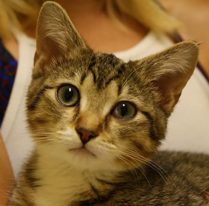 Kind Animal Care Picture 8