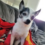 Animal Emergency of Hernando Inc. URGENT CARE.