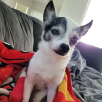 Animal Emergency of Hernando Inc. URGENT CARE. ico