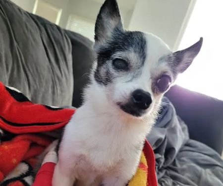 Animal Emergency of Hernando Inc. URGENT CARE.