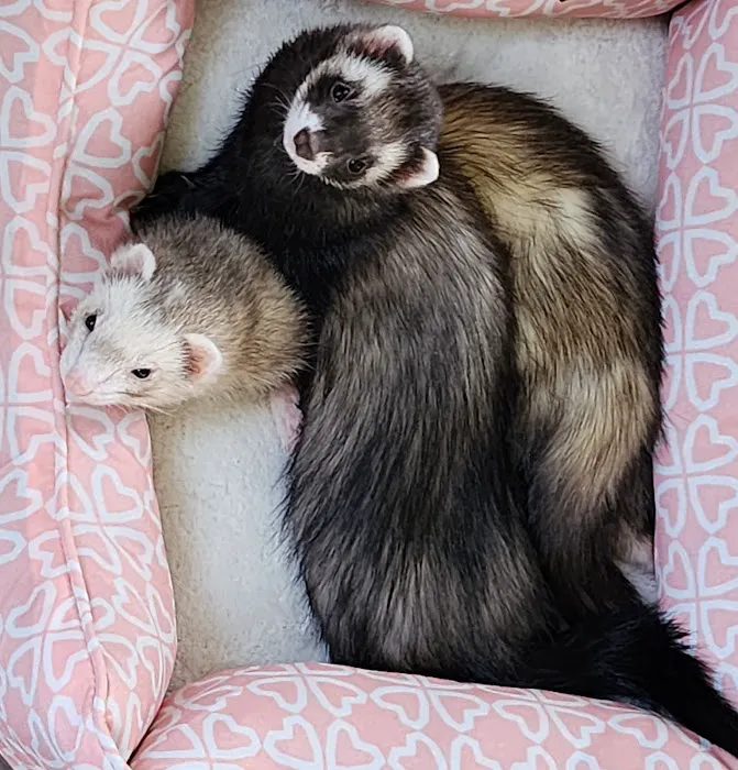 Westside Animal Clinic Picture 4