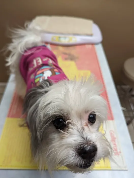 Westside Animal Clinic Picture 9