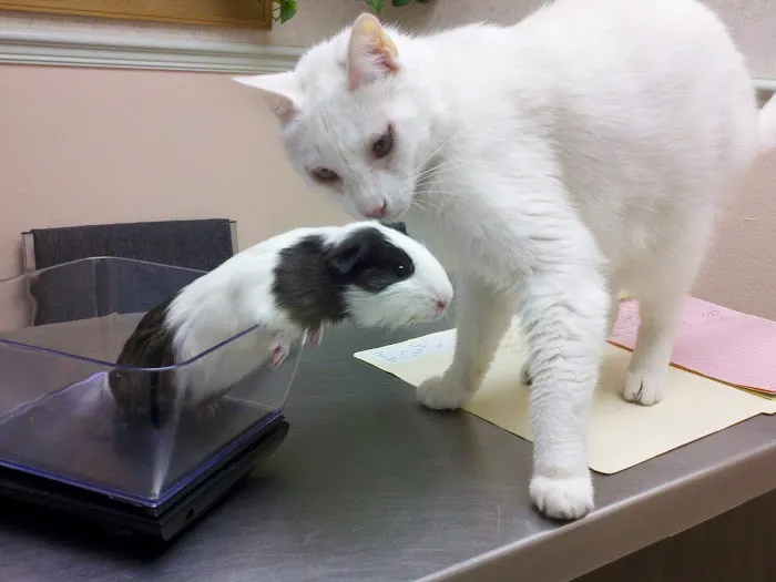 Westside Animal Clinic Picture 10