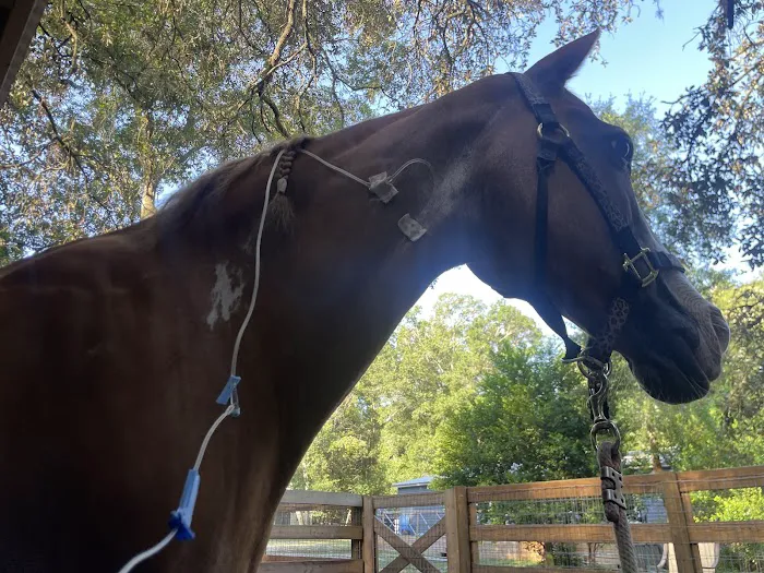 Blue Skies Equine Services Inc Picture 2