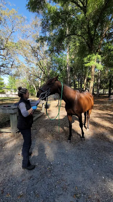 Blue Skies Equine Services Inc Picture 3