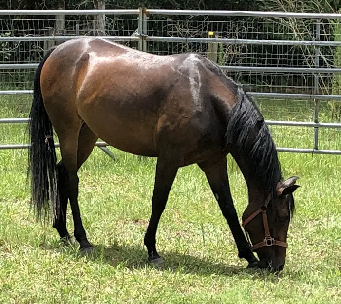 Blue Skies Equine Services Inc Picture 10
