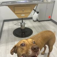 Apex Veterinary Hospital ico