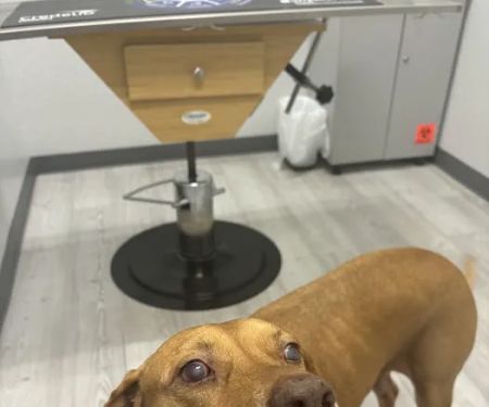 Apex Veterinary Hospital