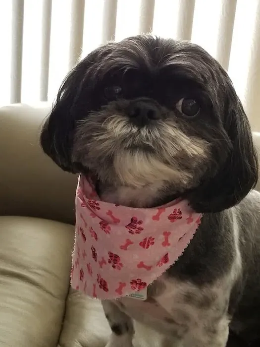 Apex Veterinary Hospital Picture 2