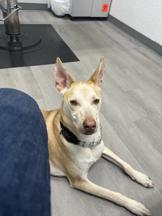 Apex Veterinary Hospital Picture 5