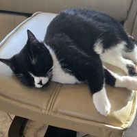 Wholistic Veterinary Care ico