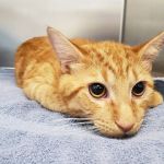 Alafia River Animal Hospital