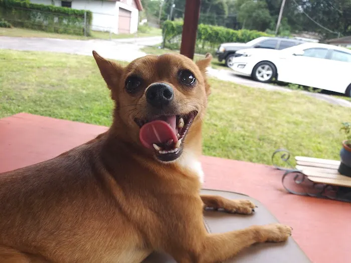Alafia River Animal Hospital Picture 8