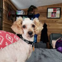 Fox & Friends Animal Hospital ico