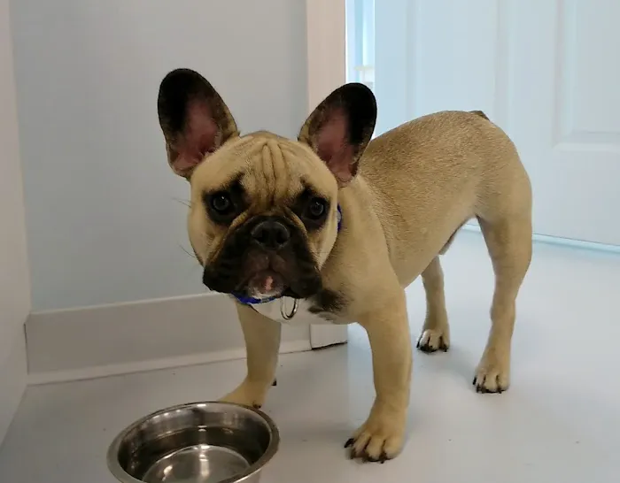 Walk-In Veterinary Care Picture 7