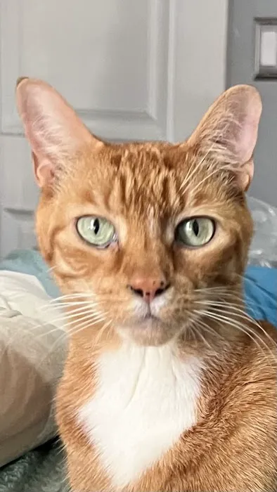 Cat Thyroid Center Picture 1
