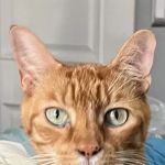 Cat Thyroid Center