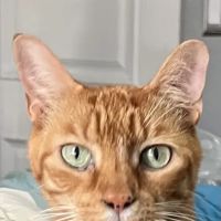 Cat Thyroid Center ico