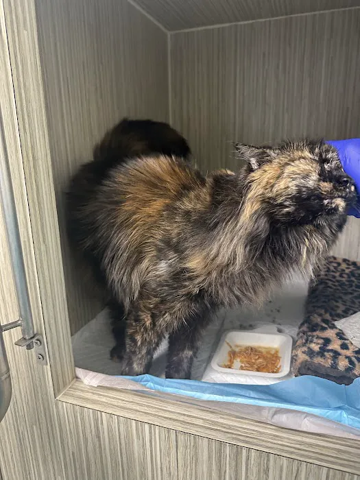 Cat Thyroid Center Picture 3