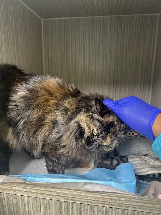 Cat Thyroid Center Picture 5