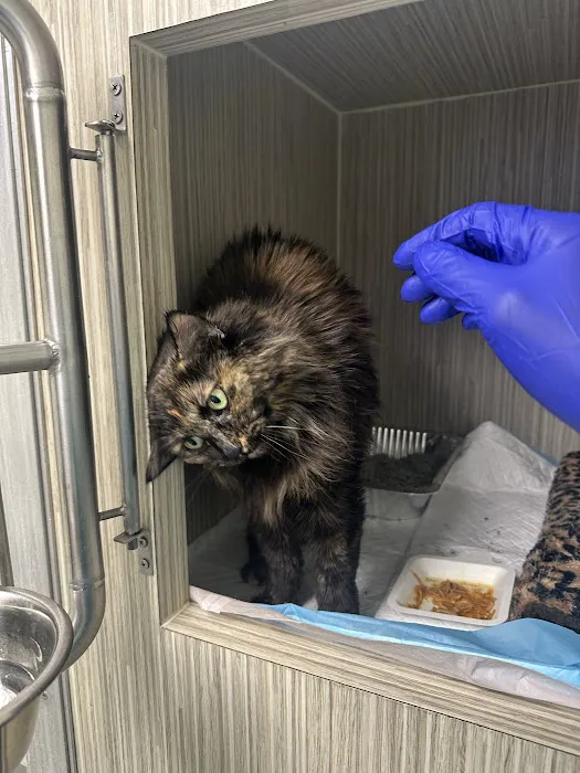 Cat Thyroid Center Picture 6