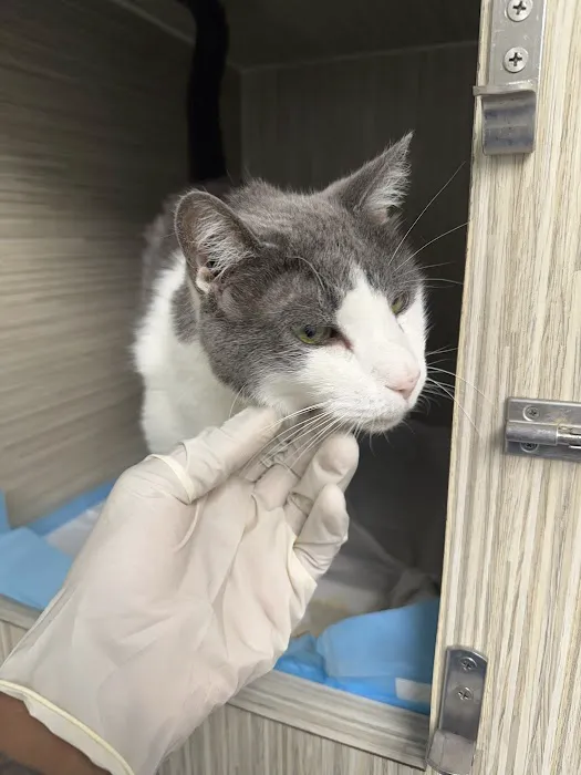 Cat Thyroid Center Picture 4