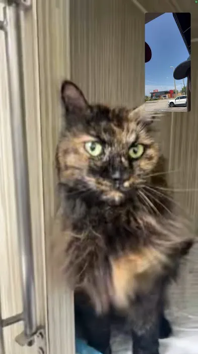 Cat Thyroid Center Picture 7